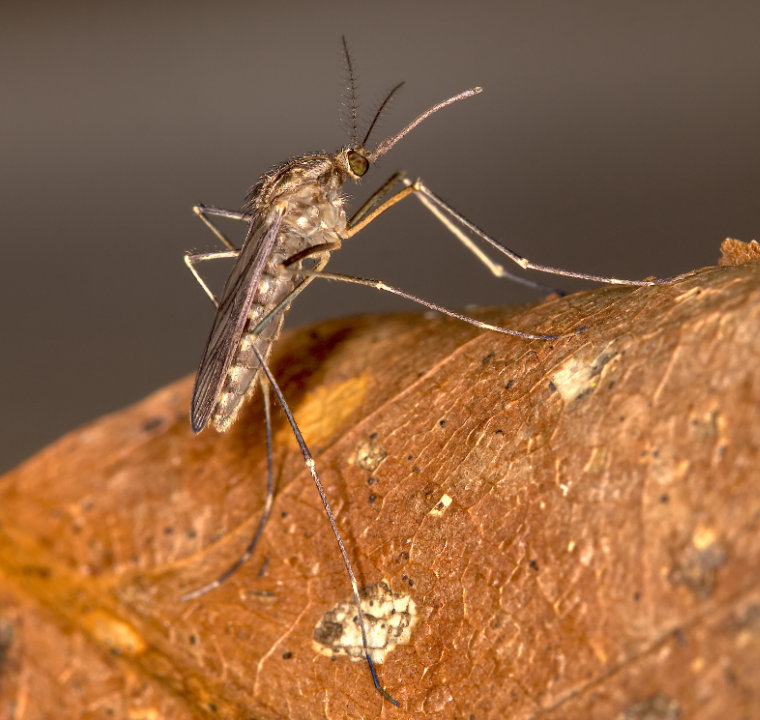 Eine Culiseta morsitans sitzt auf einem vertrockneten Blatt.