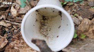 Regenwasser hat sich im weggeworfenen Plastikbecher gesammelt.