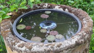 Ein Seerosenbecken ohne Tierbesatz.