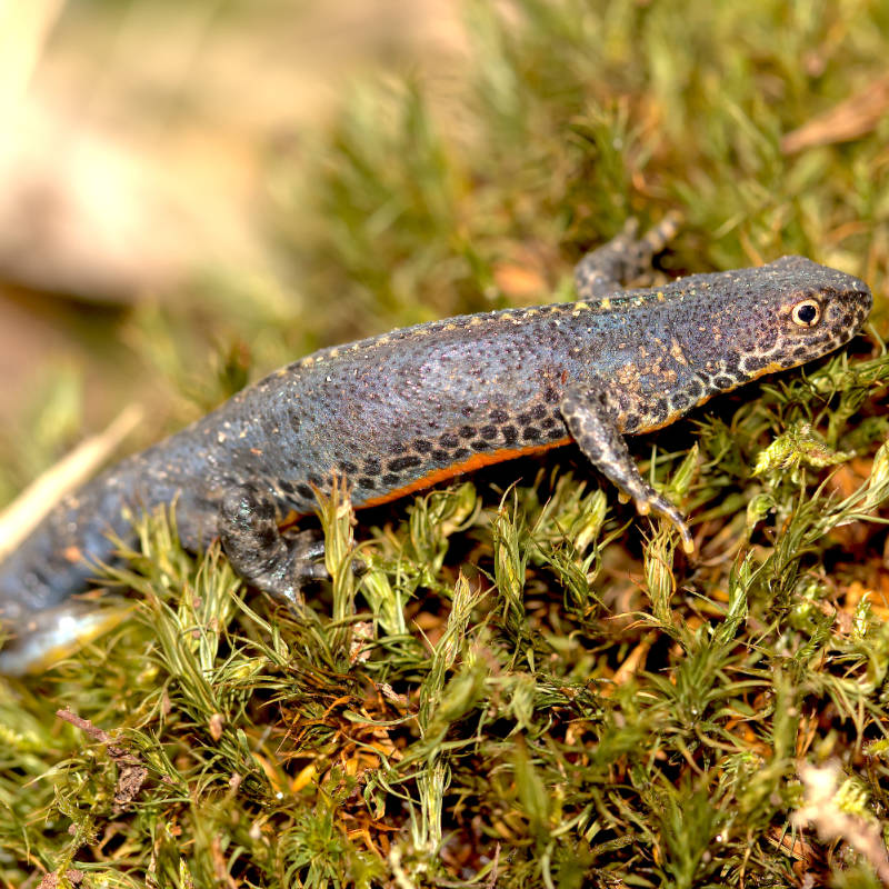 Ein Bergmolch-Männchen sitzt auf Moos.