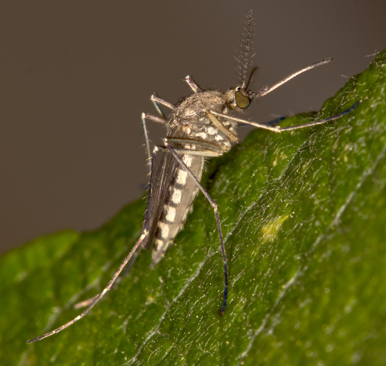 Eine Lästige Spitzstechmücke sitzt auf einem Blatt.