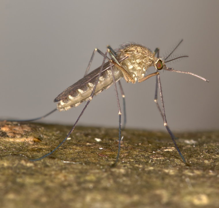 Eine weibliche Garten-Stechmücke sitzt auf einem Stück Holz.