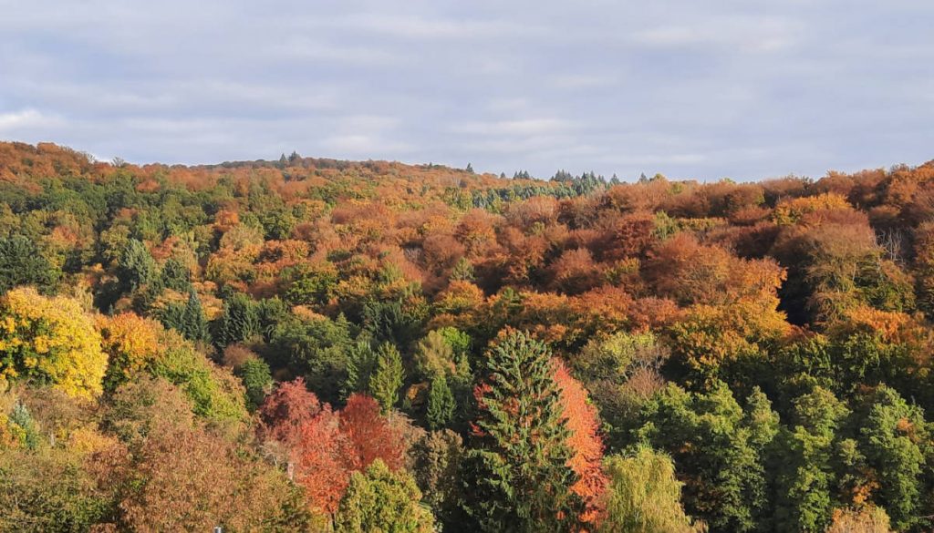 Ein Laub-Mischwald im Herbst mit bunt gefärbten Blättern im Sonnenlicht.