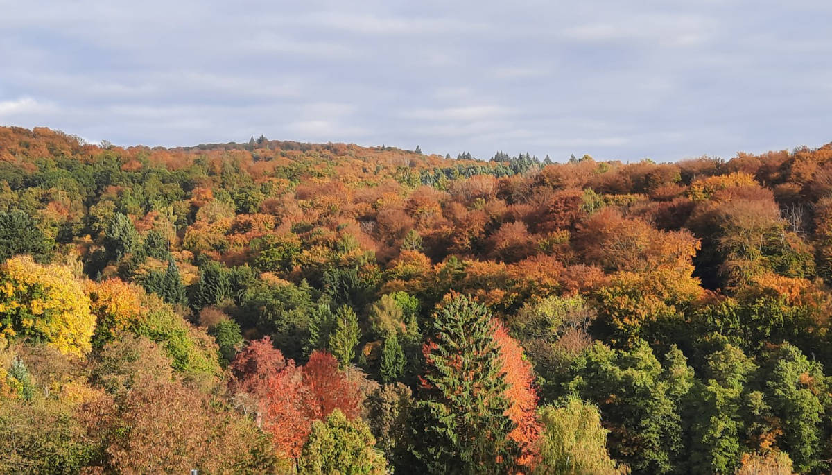 Ein Laub-Mischwald im Herbst mit bunt gefärbten Blättern im Sonnenlicht.