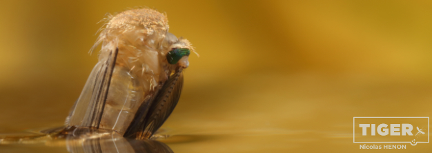 Eine Stechmücke der Gattung Culex schiebt sich aus der Puppenhülle.