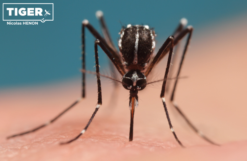 Eine stechende Asiatische Tigermücke in Nahaufnahme, das Blut im Stechrüssel ist erkennbar.