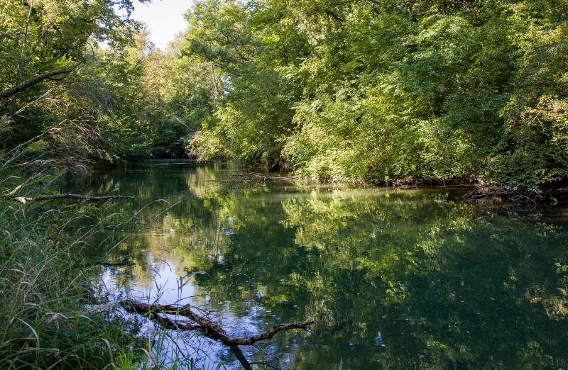 Altrheinarm bei Wyhl bei sonnigem Wetter.