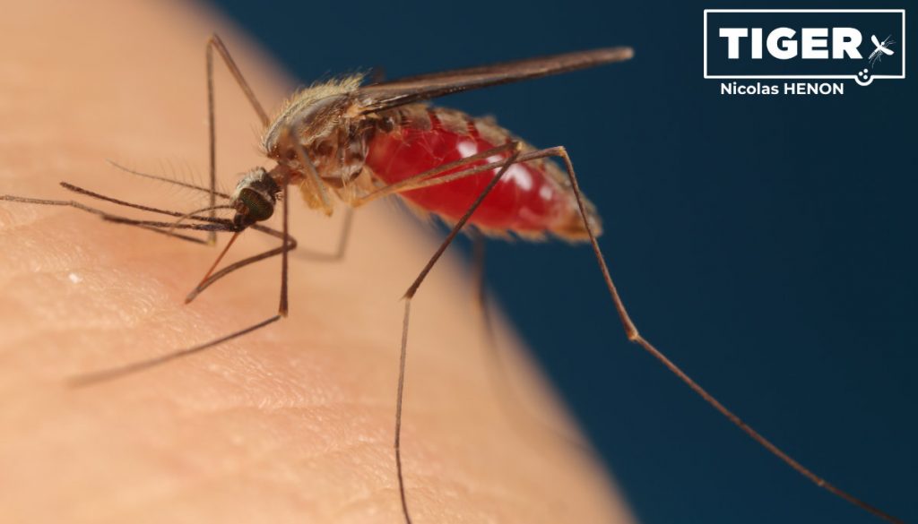 Eine Anopheles plumbeus in der Seitenansicht sitzt auf der Haut und sticht.