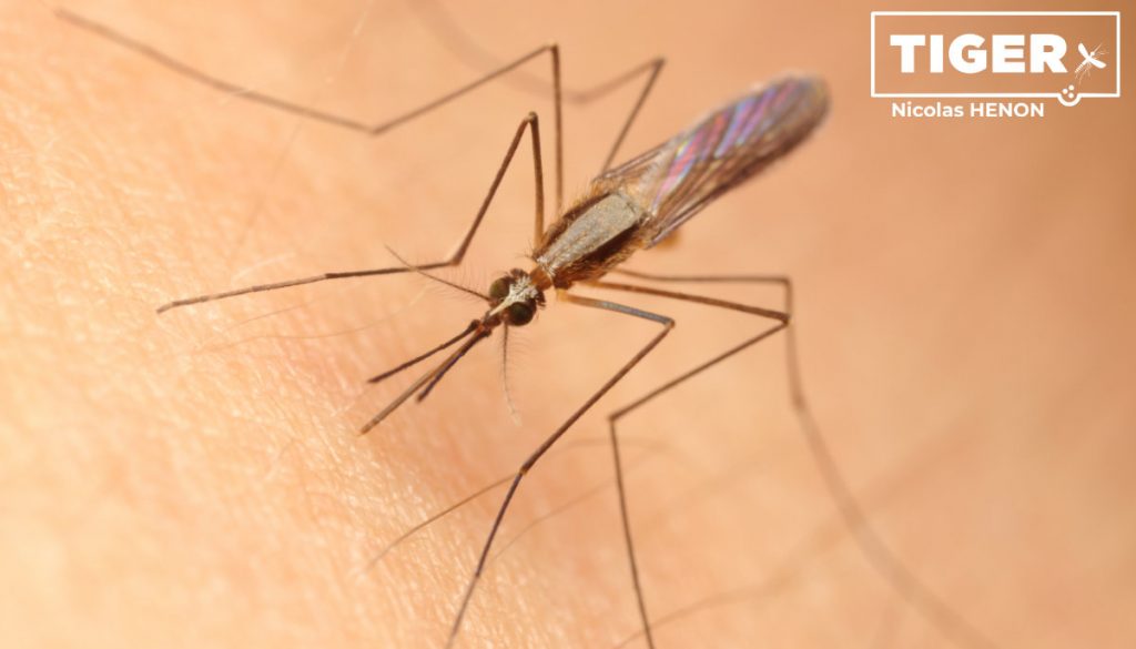 Eine Anopheles plumbeus sitzt auf der Haut und sticht.