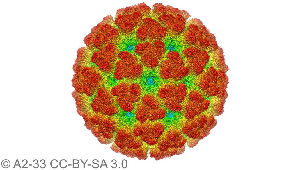 Grafische Darstellung eines Chikungunya-Virus.