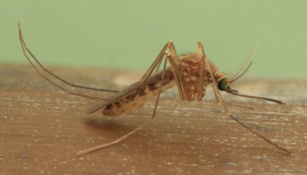 Eine Culex pipiens molestus sitzt auf einem Holzuntergrund.
