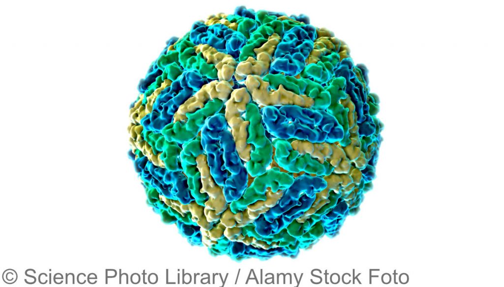 Grafische Darstellung eines Dengue-Virus.