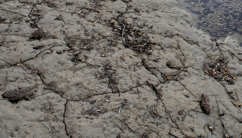 Ausgetrocknetes Flussbett am Berghäuser Altrhein. Die Trockenrisse sind gut erkennbar.