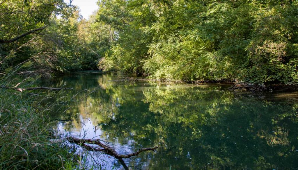 Altrheinarm bei Wyhl bei sonnigem Wetter.