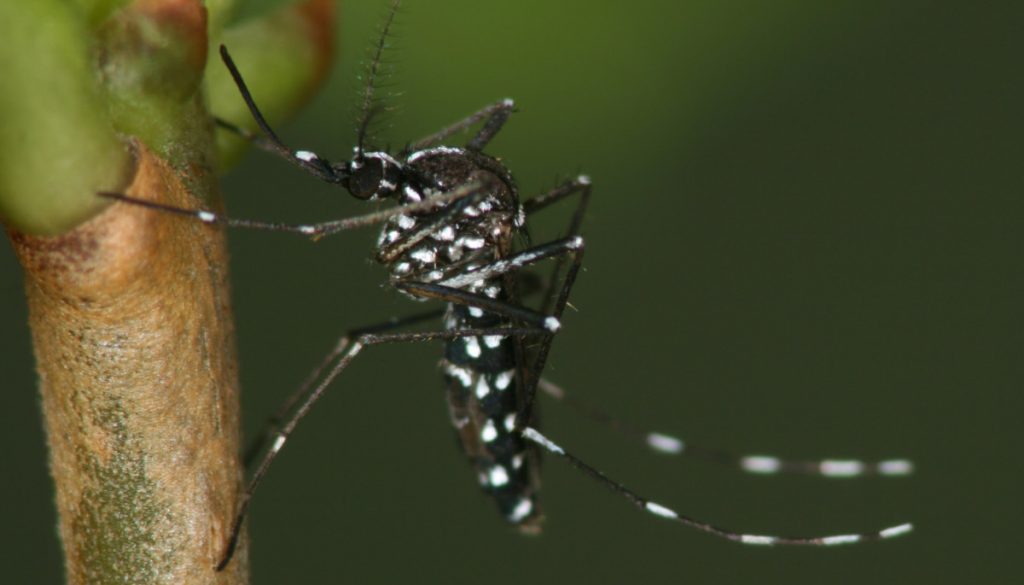 Ein Tigermückenweibchen sitzt auf einer Pflanze.