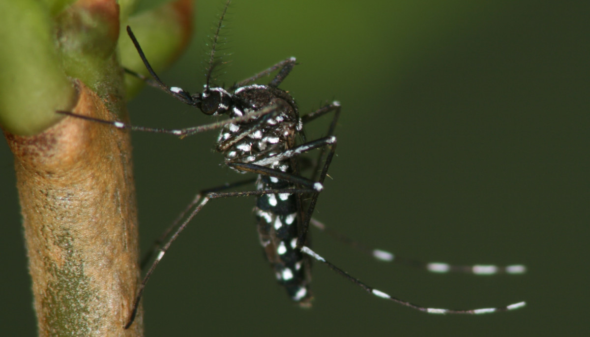 Ein Tigermückenweibchen sitzt auf einer Pflanze.